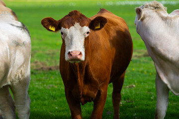 Cows on farm. Cow in fields. Cattle ranch. Sunny meadow with grazing cow. Herd of cows on a grassy meadow. Cattle in nature. Pastures with cow. Rural livestock. Grazing cow.