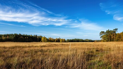Fototapeta premium Open landscape featuring dry reeds swaying gently, with a distant forest stretching across the horizon under a clear blue sky. This natural scene captures the tranquility of rural outdoors
