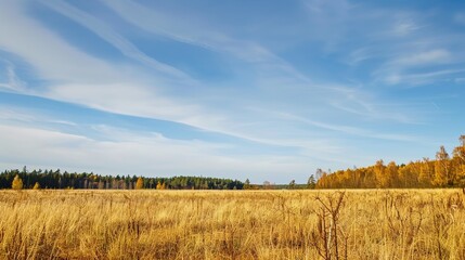 Fototapeta premium Open landscape featuring dry reeds swaying gently, with a distant forest stretching across the horizon under a clear blue sky. This natural scene captures the tranquility of rural outdoors