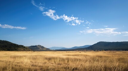 Obraz premium Open landscape featuring dry reeds swaying gently, with a distant forest stretching across the horizon under a clear blue sky. This natural scene captures the tranquility of rural outdoors