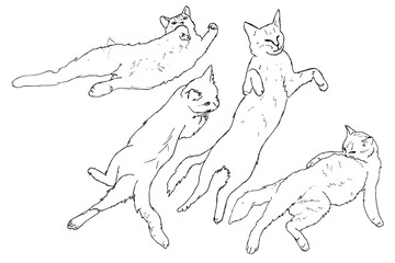 Set of hand-drawn sketches with poses of resting cats