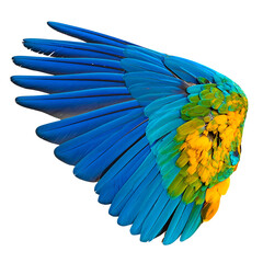 Fototapeta premium Vibrant Blue and Gold Macaw wing fully spread showing feathers isolated on transparent background PNG