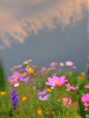 Fototapeta premium Pink Cosmos Wildflowers in Bloom Against Soft Sunset Shadows