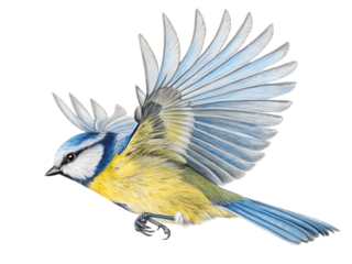 A detailed illustration of a blue tit bird in flight with wings spread on a black background
