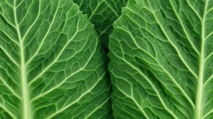 Close-up image showing detailed green cabbage leaves with visible veins and texture.