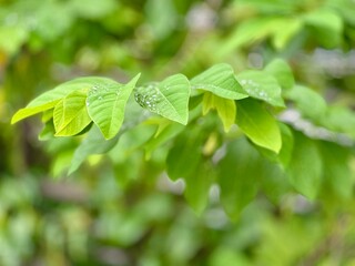 green leaves of a tree
