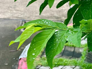 green leaves in the rain