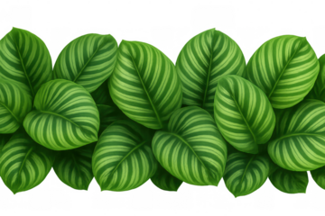 Vibrant green calathea ornata leaves create a seamless border, perfect for nature-inspired designs with transparent background