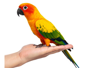 Sun conure parrot perched on human hand showing vibrant plumage isolated on transparent background PNG  