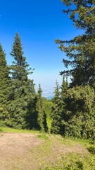 forest in the mountains