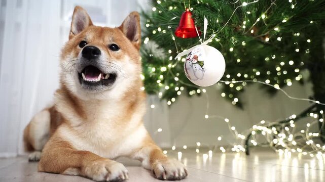 Sabaka Shiba Inu at the Christmas or Christmas Tree