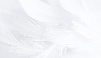 Obraz premium Close-up of delicate white feathers with soft texture