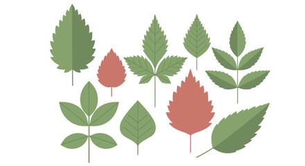Assorted Botanical Leaves Vector Illustration