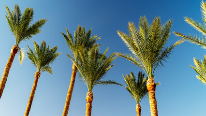 Beautiful palm trees against a blue sky