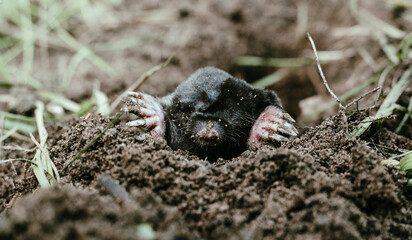 A blind mole crawled out of a hole in the garden