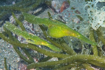Robust Ghost Pipefish in the Suruga Bay, Shizuoka, Japan