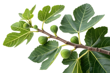 green fig leaves branch isolated on white or transparent background