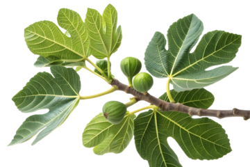 green fig leaves branch isolated on white or transparent background