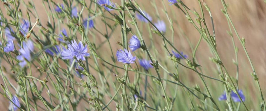 Blue flowers of Cichorium intybus 4K anamorphic video