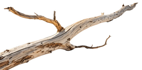 Driftwood log isolated on white or transparent background
