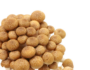 Japanese food golden needle mushroom vegetable on transparent