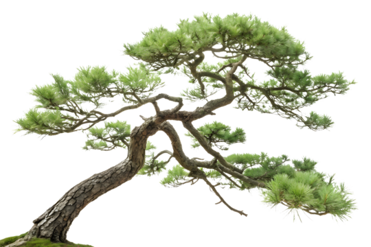 Evergreen fir tree branch isolated on white or transparent background