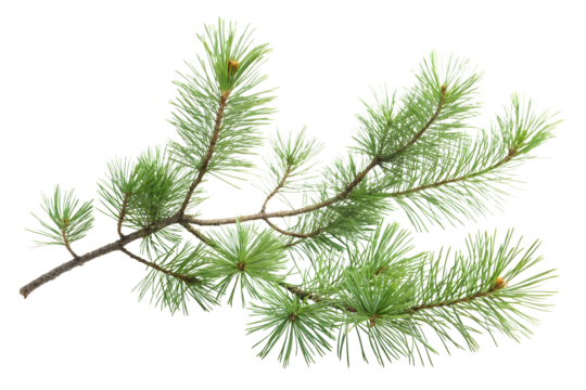 A evergreen fir tree branch isolated on white or transparent background