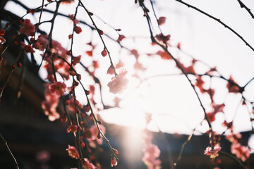 太陽の光に照らされた美しい梅の花、大阪、日本