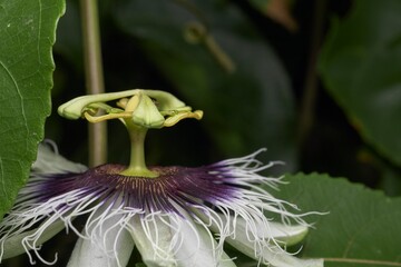 Vivid close-up of a passion flower showcasing intricate details and bright colors, surrounded by...
