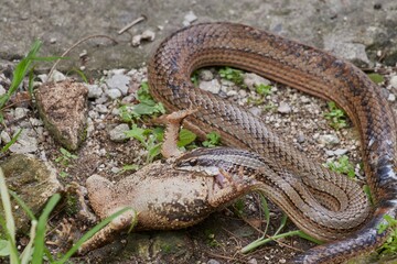 A snake consuming a toad on a grassy terrain, showcasing a dramatic scene in the animal world.