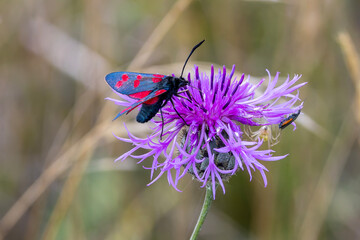 Ein Sechsfleck-Widderchen in der Seitenansicht auf einer Flockenblume