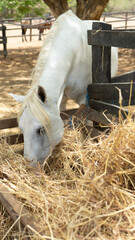 White horse eating
