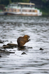 Nutria on the banks of the river