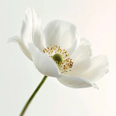 Fototapeta premium Close Up White Anemone Flower