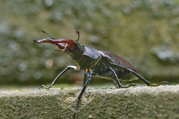 Stag Beetle - Lucanus cervus - in natural habitat