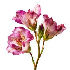 Close-up of three delicate, pinkish-purple flowers with light beige centers
