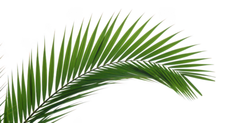 Lush Green Palm Frond Isolated