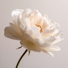 Closeup Of A Pale White Rose
