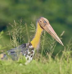 Rare Storms Stork Standing in Tall Grass