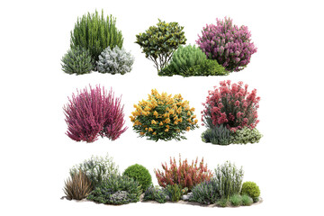 Collection of assorted garden shrubs isolated on transparent background
