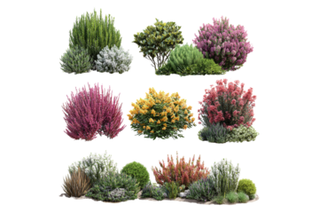 Collection of assorted garden shrubs isolated on transparent background