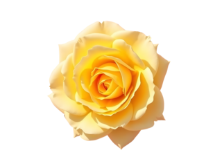 Vibrant yellow rose bloom with detailed petals isolated on a transparent background flower