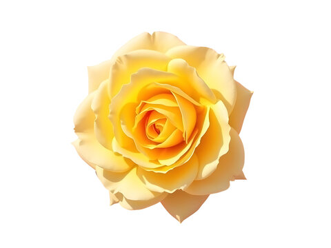 Vibrant yellow rose bloom with detailed petals isolated on a transparent background flower - Powered by Adobe