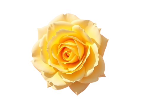 Vibrant yellow rose bloom with detailed petals isolated on a transparent background flower