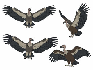 Obraz premium Vulture illustration griffon vultures flying bird of prey scavenger bird animal wildlife nature art drawing 100
