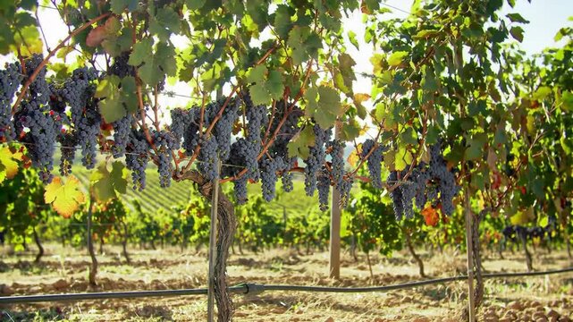 Vineyard with ripe grapes on a sunny day in the countryside