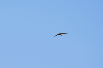 Swallows flying in the blue sky, a summer scene