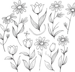 Delicate floral illustrations with daisies and tulips daisy botanical