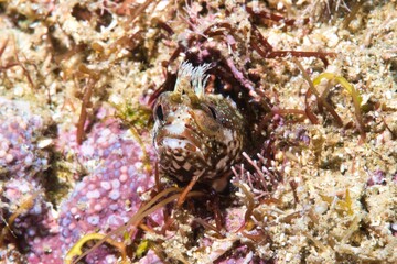 Moss Fringehead in the Suruga Bay, Shizuoka, Japan