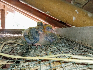 A fluffy, grey and yellow pigeon chick with developing feathers sits on a mesh surface under a...